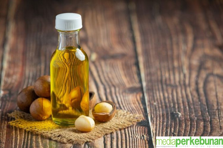 Keajaiban Minyak Kemiri Sebagai Pengobatan Tradisional Rambut