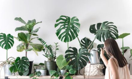 Tanaman Hias Pembersih Udara Yang Baik Untuk Kesehatanmu
