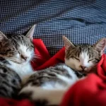 Rahasia Kucing Lebih Patuh Pada Pemiliknya