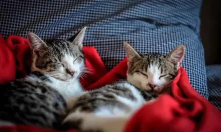 Rahasia Kucing Lebih Patuh Pada Pemiliknya