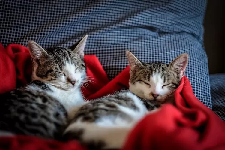 Rahasia Kucing Lebih Patuh Pada Pemiliknya